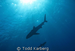 You gotta make sure you look up every once in a while, yo... by Todd Karberg 